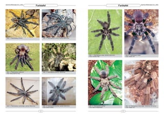 DeArGe Mitteilungen 8(1), 2003                                                                                                                                                              DeArGe Mitteilungen 8(1), 2003
                                                    Farbtafel                                                                                            Farbtafel




 Abb. 1: Psalmopoeus irminia                                Abb. 2: Psalmopoeus irminia, adultes Männchen




                                                                                                            Abb. 7: Psalmopoeus maya, adultes Männchen           Abb. 8: Psalmopoeus maya
                                                                                                            Foto: Gunther Witt                                   Foto: Fabian Vol




 Abb. 3: Psalmopoeus reduncus                               Abb. 4: Psalmopoeus pulcher, Spiderling
 Foto: Hans-Werner Auer




 Abb. 5: Psalmopoeus cambridgei, adultes Männchen           Abb. 6: Psalmopoeus pulcher, adultes Männchen   Abb. 9: Psalmopoeus pulcher                          Abb. 10: Psalmopoeus cambridgei, Weibchen mit Larven
                                                            Foto: Simon Holder                              Foto: Marco Kaldenbach                               Foto: Fabian Vol


                                                       22                                                                                                   23
 