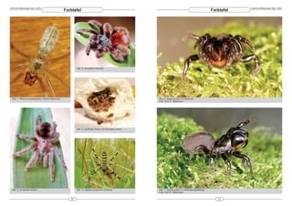 DeArGe Mitteilungen 8(2), 2003                                                                                                                                            DeArGe Mitteilungen 8(2), 2003
                                                   Farbtafel                                                                                                  Farbtafel




                                                           Abb. 2: Avicularia versicolor




 Abb. 1: Pholcus phalangioides, adultes Männchen                                                            Abb. 6: Atypus piceus, Frontansicht
                                                                                                            Foto: Prof. E. Wachmann




                                                           Abb. 3: geöffneter Kokon mit Avicularia Larven




 Abb. 4: Avicularia minatrix                               Abb. 5: Argiope bruennichi mit Beute             Abb. 7: Atypus piceus, in Verteidigungsstellung
                                                                                                            Foto: Prof. E. Wachmann


                                                      20                                                                                                         21
 