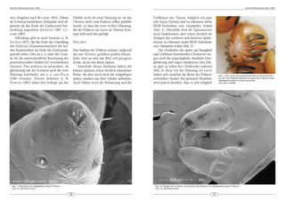 DeArGe Mitteilungen 8(3), 2003                                                                                                                                                                        DeArGe Mitteilungen 8(3), 2003



rion (Angaben nach BÜCHERL 1951). Dieser                    Eihülle nicht als erste Häutung an, da das    Endklauen der Tarsen, lediglich ein paar
als Eclosion bezeichnete Zeitpunkt wird all-                Chorion nicht vom Embryo selber gebildet      sehr kurze Dornen sind zu erkennen (siehe
gemein als das Ende der Embryonal-Ent-                      wurde, so dass die erste »echte« Häutung,     REM-Aufnahme von Haplopelma lividum
wicklung angesehen (D OWNES 1987, C A -                     die der Prälarve zur Larve ist. Diesem Kon-   Abb. 1). Ebenfalls sind die Spinnwarzen
NARD 1987).                                                 zept wird auch hier gefolgt.                  noch funktionslos, aber schon deutlich als
    Allerdings gibt es auch Ansätze (z. B.                                                                Anlagen der vorderen und hinteren Spinn-
VACHON 1957), die das Ende der Umrollung                    PRÄLARVE                                      warzen zu erkennen (siehe REM-Aufnahme
des Embryos (Zusammenwachsen der bei-                                                                     von Haplopelma lividum Abb. 2).
den Keimstreifen) als Ende der Embryonal-                   Das Stadium der Prälarve erinnert, aufgrund       Die »Vorläufer« der später aus Basalglied
periode sehen. Dies ist u. a. einer der Grün-               des mit »Dotter« gefüllten prallen Hinter-    und Giftklaue bestehenden Chelizeren zei-
de für die unterschiedliche Benennung der                   leibs, eher an eine mit Blut voll gesogene    gen noch die ursprüngliche, deutliche Drei-
postembryonalen Stadien bei verschiedenen                   Zecke, als an eine kleine Spinne.             gliederung und tragen mindestens zwei Zäh-
Autoren. Des weiteren ist umstritten, ob                        Innerhalb dieses Stadiums haben die       ne (gut zu sehen bei Chilobrachys andersoni
gleichzeitig mit der Eclosion auch die erste                kleinen Spinnen schon deutlich erkennbare     Abb. 4). Kurz vor der Häutung zur Larve
Häutung stattfindet, wie u. a. von H OLM                    Beine, die aber noch nicht die endgültigen    färben sich zunächst die Beine der Prälarve                      Abb. 3: Die, durch die transparente Haut durchschimmern-
1940 vermutet. Neuere Arbeiten (z. B.                       sieben, sondern nur fünf Glieder aufweisen.   »scheinbar« dunkel. Bei genauem Hinsehen                         de, sich neu bildende Behaarung lassen die Prälarven (hier
                                                                                                                                                                           Haplopelma lividum) dunkel erscheinen.
DOWNES 1987) sehen den Schlupf aus der                      Auch fehlen noch die Behaarung und die        wird jedoch deutlich, dass es sich lediglich                     Foto: Boris Striffler




 Abb. 1: Beinspitze bei Haplopelma lividum Prälarve.                                                       Abb. 2: Anlagen der vorderen und hinteren Spinnwarzen bei Haplopelma lividum Prälarve.
 Foto: Dr. Bernhard Huber                                                                                  Foto: Dr. Bernhard Huber

                                                       18                                                                                                            19
 