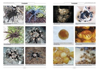 DeArGe Mitteilungen 8(3), 2003                                                                                                                                                                             DeArGe Mitteilungen 8(3), 2003
                                                Farbtafel                                                                                                        Farbtafel




 Abb. 1: Pamphobeteus spec., Weibchen                   Abb. 2: Pamphobeteus spec., Spiderling              Abb. 7: Blick in die Kinderstube von Poecilotheria subfusca.        Abb. 8: Avicularia versicolor Nymphen beim Verlassen des
 Foto: Bernd Bischoff                                   Foto: Bernd Bischoff                                Foto: Boris Striffler                                               Kokons.




                                                                                                            Abb. 9: Deutlich erkennbare Prälarve von Cyriopagopus               Abb. 10: Die sich unter der Haut bildenden Haare lassen die
 Abb. 3: Pamphobeteus spec., adultes Männchen           Abb. 4: Selenocosmia himalayana ex Sauraha          schioedtei im Ei.                                                   Prälarven (hier Poecilotheria fasciata) dunkel erscheinen.
 Foto: Bernd Bischoff                                                                                       Foto: Boris Striffler                                               Foto: Boris Striffler




 Abb. 5: Selenocosmia himalayana ex Sauraha             Abb. 6: Selenocosmia himalayana, adultes Männchen   Abb. 11: An einem nicht entwickeltem Ei »klebende« Prälar-          Abb. 12: Deutlich ist der von den Psalmopoeus cambridgei
                                                                                                            ven von Haplopelma lividum.                                         Larven gesponnen Gespinstteppich zu erkennen.


                                                   22                                                                                                                      23
 