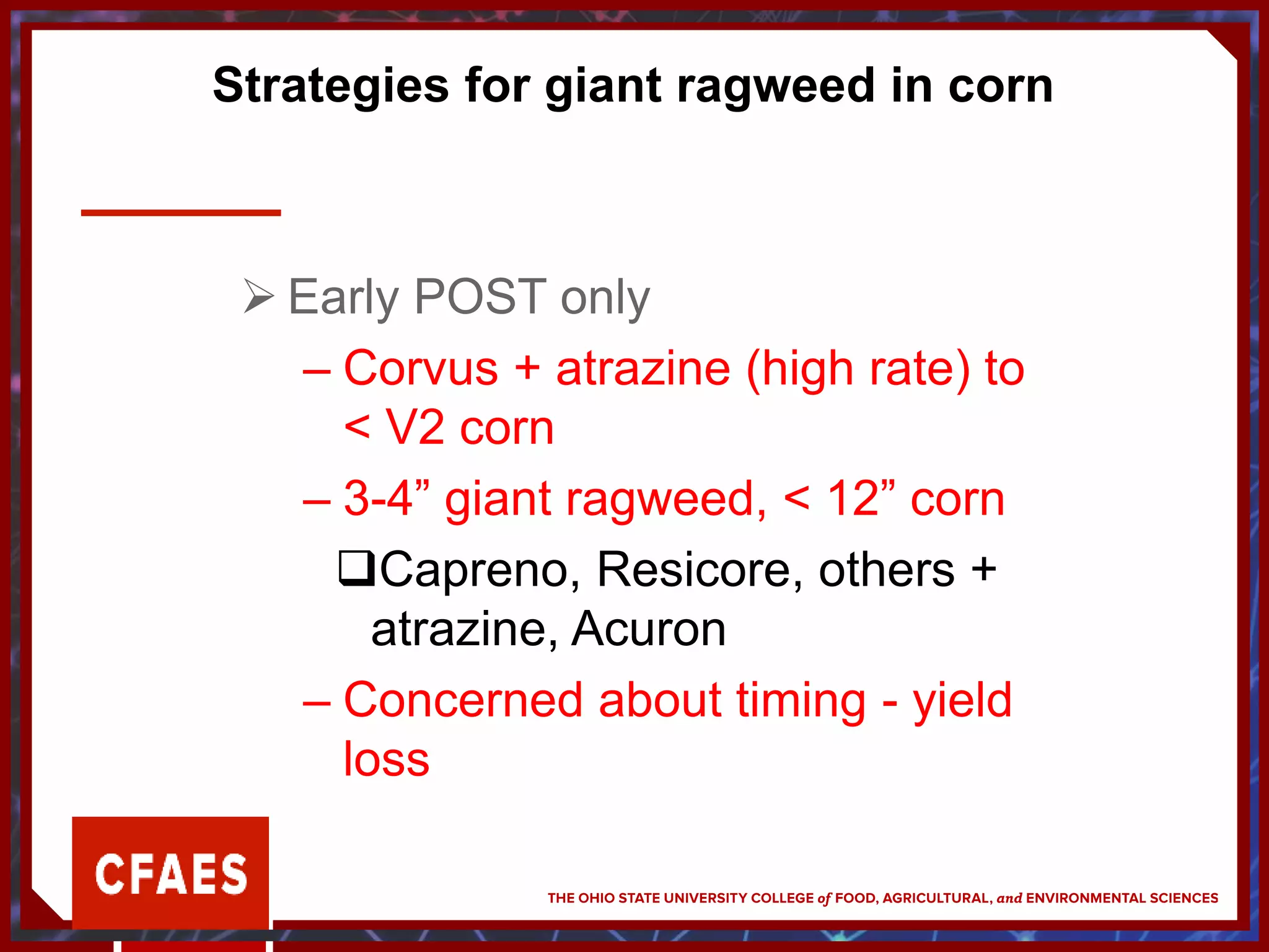 Strategies for giant ragweed in corn
 Early POST only
– Corvus + atrazine (high rate) to
< V2 corn
– 3-4” giant ragweed, < 12” corn
Capreno, Resicore, others +
atrazine, Acuron
– Concerned about timing - yield
loss
 