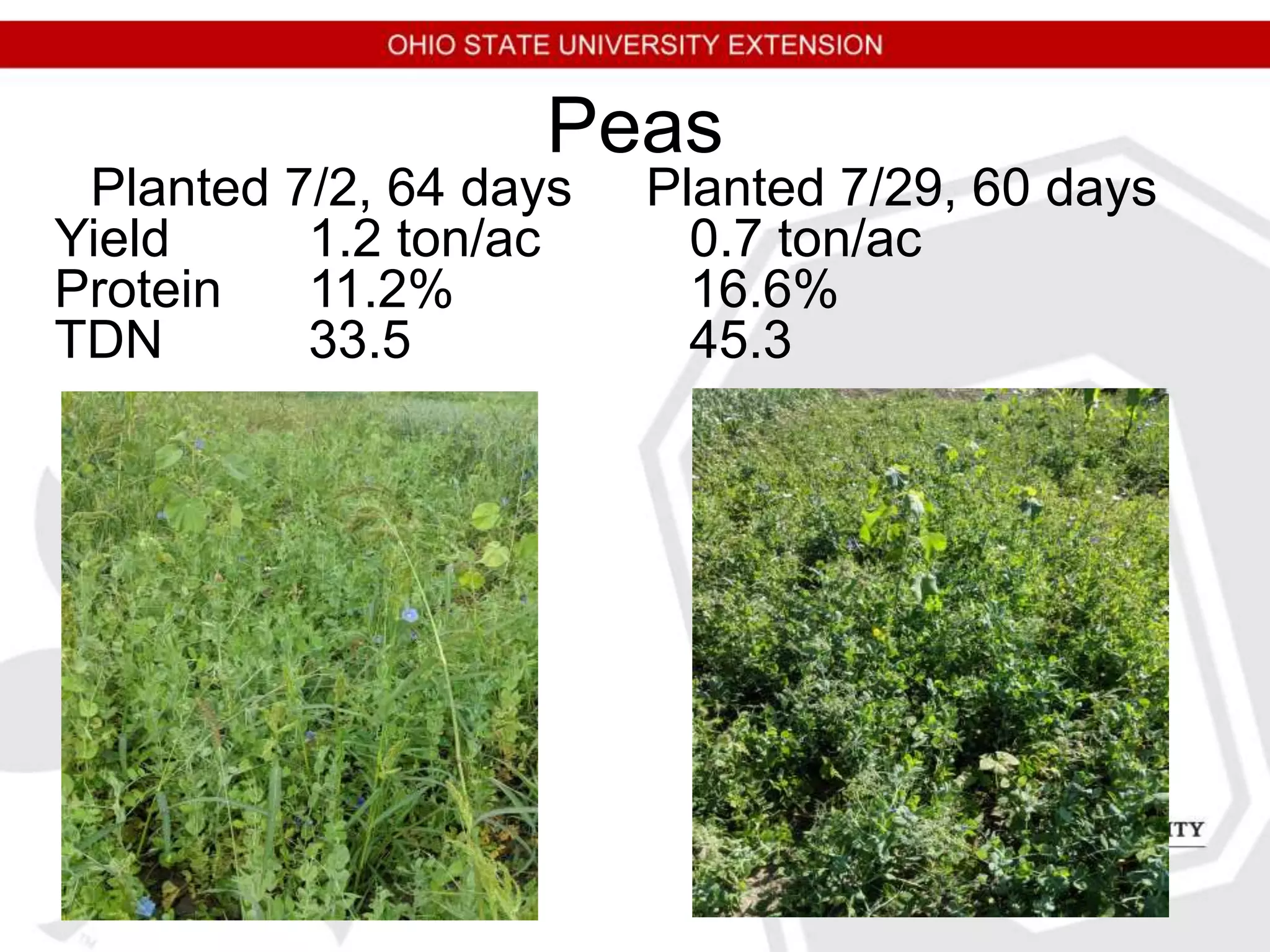 Peas
Planted 7/2, 64 days Planted 7/29, 60 days
Yield 1.2 ton/ac 0.7 ton/ac
Protein 11.2% 16.6%
TDN 33.5 45.3
 