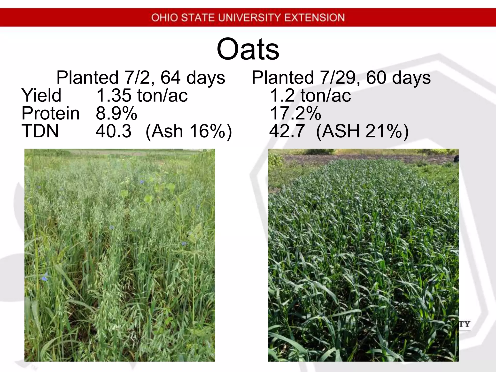 Oats
Planted 7/2, 64 days Planted 7/29, 60 days
Yield 1.35 ton/ac 1.2 ton/ac
Protein 8.9% 17.2%
TDN 40.3 (Ash 16%) 42.7 (ASH 21%)
 
