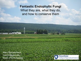 Mary Barbercheck,
meb34@psu.edu
Dept. of Entomology
Fantastic Endophytic Fungi
What they are, what they do,
and how to conserve them
 