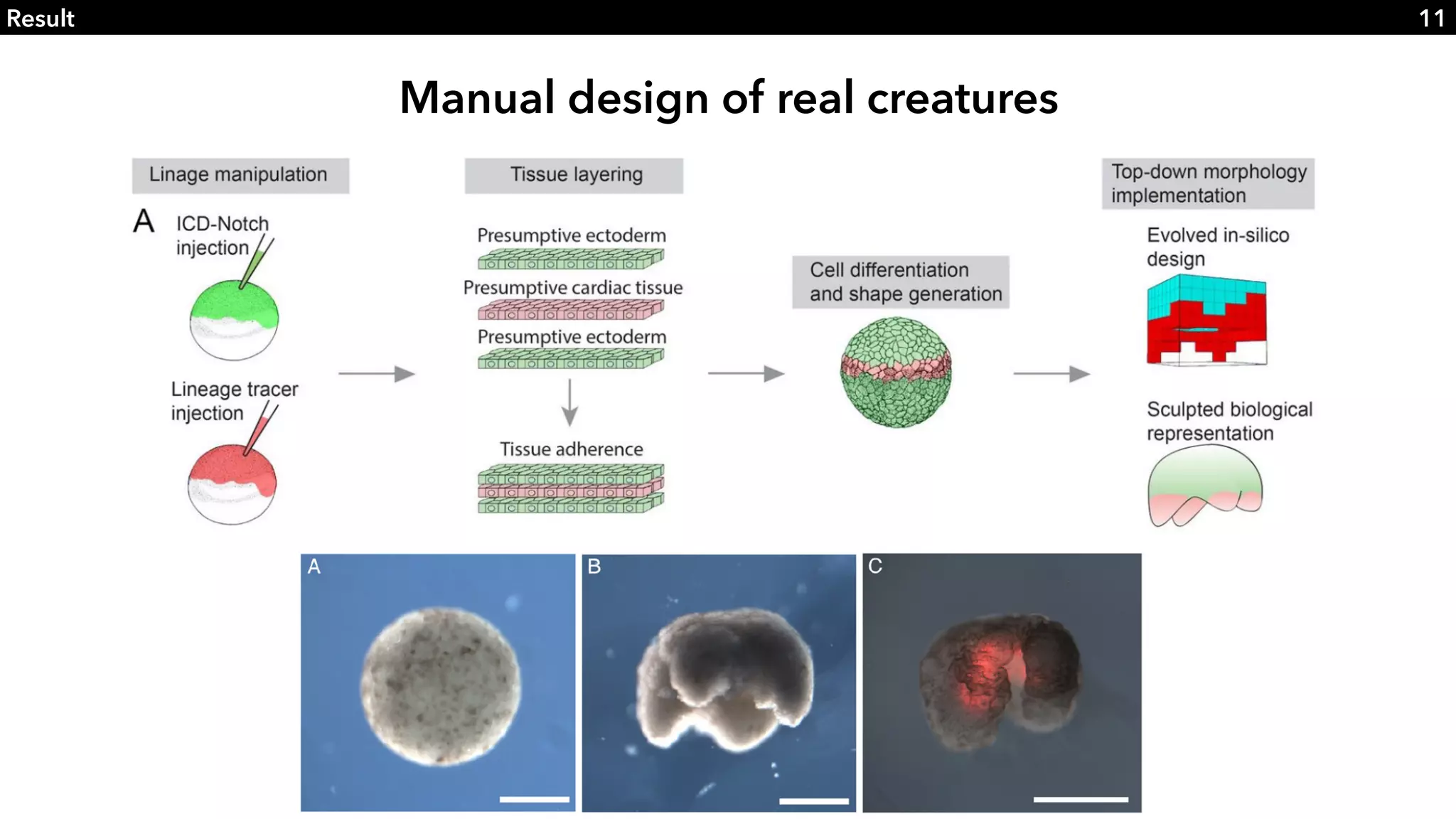 Slide 11