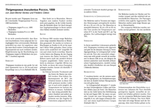 DeArGe Mitteilungen 8(4), 2003                                                                                                                                                               DeArGe Mitteilungen 8(4), 2003




Thrigmopoeus truculentus POCOCK, 1899                                                                     schenden Trockenzeit deutlich geringer als             REPRODUKTION:
                                                                                                          zu anderen Zeiten.
von Jean-Michel Verdez und Frédéric Cléton
                                                                                                                                                                 Die Weibchen wurden im Oktober und No-
                                                                                                          EINRICHTUNG IN GEFANGENSCHAFT:                         vember verpaart und dies mehrfach mit un-
Bis jetzt wurden zwei Thrigmopoeus Arten aus                Man findet sie in Westindien. Weitere                                                                terschiedlichen Männchen. Die Paarungen
der Unterfamilie Thrigmopoeinae POCOCK,                 Angaben zum exakten Fundort werden                Die Weibchen sind in Terrarien mit folgen-             verliefen ohne jegliche Aggressivität. Die
1900 beschrieben:                                       nicht preis gegeben, da die Gefahr besteht,       den Abmessungen untergebracht worden:                  Männchen starben meist einige Monate spä-
                                                        dass die Bestände dieser Art durch skrupel-       40 cm x 20 cm x 20 cm. Die Männchen in                 ter an Altersschwäche.
  • Thrigmopoeus insignis POCOCK, 1899                  lose Vogelspinnenfänger in ihrem natürli-         wesentlich kleineren: 20 cm x 20 cm 20 cm.                 Die verpaarten Weibchen wurden wei-
    Westindien                                          chen Habitat erheblich dezimiert werden.          Die Tiere werden bei Temperaturen zwi-                 terhin normal gefüttert. Als eine merkliche
  • Thrigmopoeus truculentus POCOCK 1899                                                                  schen 22°C in der Nacht und 28°C am Tag
    Westindien                                          BIOTOP:                                           gehalten. Die Luftfeuchtigkeit beträgt etwa
                                                                                                          70%.
Es ist nicht unwahrscheinlich, dass diese               Im Februar 2001 wurden einige Weibchen
zwei beschriebenen Arten aufgrund der Ge-               sowie einige subadulte Männchen in Westin-        VERHALTEN:
ringfügigkeit ihrer arttrennenden Merkmale              dien gesammelt. Sie wurden in Löchern in
tatsächlich nur einer Art angehören, aber               Böschungen an Straßen in 50 cm bis maxi-          In ihrem natürlichen Lebensraum gebärdet
das muss durch weitere Untersuchungen am                mal 3 Meter Höhe gefunden. Diese Löcher           sich Thrigmopoeus truculentus sehr aggressiv
Typenmaterial erst noch verifiziert werden.             waren nicht sonderlich tief (ungefähr 50          und geht bei der kleinsten Störung in Vertei-
Möglicherweise lag der Beschreibung von                 cm) und relativ leicht erreichbar. Manche         digungsstellung. In Gefangenschaft verhal-
Thrigmopoeus insignis in Wirklichkeit eine juve-        Löcher hatten eine Biegung, die den Zugang        ten sich die Tiere aber wesentlich ruhiger -
nile T. truculentus zugrunde.                           zum inneren des Baues erschwerte. Die             wenn man nicht gerade versucht sie anzufas-
                                                        Röhren waren stark mit ziemlich dickem            sen! In diesem Falle ist sie, wie übrigens die
HERKUNFT:                                               Gespinst ausgekleidet. Daher waren sie            meisten asiatischen (und ebenfalls afrikani-
                                                        leicht zu erkennen. Ungefähr 100 km von           schen) Vogelspinnenarten, ziemlich reizbar
Thrigmopoeus truculentus ist eine große Art mit         der Stelle, an denen die ersten Exemplare         aber deutlich »friedlicher« als zum Beispiel
einer Spannweite von ca. 20 cm und einer                gefangen wurden, konnte ich ebenfalls T.          Chilobrachys fimbriatus.
Körperlänge von ca. 8 cm (Farbtafel Abb. 8).            truculentus finden.
                                                            Im Februar herrschte Trockenzeit und          BEOBACHTUNG:
                                                                      das Innere der Bauten war ziem-
                                                                      lich trocken. Eine höhere Au-       T. truculentus besitzt, wie die meisten asiati-
                                                                      ßentemperatur als 28°C (im          schen Vogelspinnen, ein Stridulationsorgan,
                                                                      Schatten) konnte zu dieser Zeit     mit dem sie deutlich hörbare Warngeräusche
                                                                                                                                                                  Thrigmopoeus truculentus in Verteidigungsstellung.
                                                                      nicht gemessen werden. Leider       von sich geben kann.                                    Foto: Søren Rafn
                                                                      war es auch nicht möglich, die          In Gefangenschaft akzeptiert T. truculen-
                                                                      Temperaturen im Inneren der         tus ohne Schwierigkeiten Grillen und Scha-             Volumenzunahme des Hinterleibes zu er-
                                                                      Röhren zu messen. Auffallend        ben (Blabera fusca) als Futter. Die Männchen           kennen war, bekamen die Tiere ebenfalls
                                                                      war, dass wenig potentielle Beu-    (drei an der Zahl) hatten ihre Reifehäutung            gesteigerten Appetit, woraufhin sie ver-
                                                                      tetiere (Insekten und andere) ge-   im Juli und August 2001. Sie waren von gra-            mehrt mit Schaben gefüttert wurden. Drei
                                                                      funden werden konnten. Mög-         ziler Gestalt mit einer Körperlänge von                von vier verpaarten Weibchen bauten dann
                                                                      lichweise war das Angebot an        ungefähr 6 cm, sehr langen schwarzen Bei-              recht bald ihre Kokons. Das vierte Weib-
                                                                      Futtertieren aufgrund der herr-     nen und einem kupferfarbenen Carapax                   chen hatte sich einige Monate nach der Ver-
 Thrigmopoeus truculentus, Weibchen.                                                                      (Farbtafel Abb. 7).                                    paarung, ohne einen Kokon gebaut zu ha-
                                                   20                                                                                                       21
 
