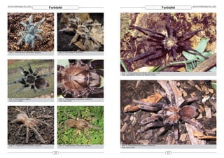 DeArGe Mitteilungen 8(4), 2003                                                                                                                                  DeArGe Mitteilungen 8(4), 2003
                                            Farbtafel                                                                                               Farbtafel




 Abb. 1: Phormictopus cancerides, Nymphe            Abb. 2: Phormictopus cancerides




                                                                                                 Abb. 7: Thrigmopoeus truculentus, Männchen adult
                                                                                                 Foto: Jean-Michel Verdez und Frédéric Cléton




 Abb. 3: Brachypelma vagans                         Abb. 4: Thrigmopoeus truculentus, Weibchen
 Foto: Boris Striffler                              Foto: Søren Rafn




 Abb. 5: Thrigmopoeus truculentus, Nymphe           Abb. 6: Thrigmopoeus truculentus, Nymphe     Abb. 8: Thrigmopoeus truculentus, Weibchen
                                                                                                 Foto: Søren Rafn


                                               22                                                                                                      23
 