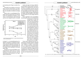 DeArGe Mitteilungen 8(4), 2003                                                                                                                                                                             DeArGe Mitteilungen 8(4), 2003
                                       kürzlich publiziert                                                                                                 kürzlich publiziert
ter Sammlung oder Fänger zu jedem Fun-                               Leider sind einige der Schwarz-Weiß-Fo-
dort.                                                          tos der Spinnen etwas unscharf und unter-
    Ebenfalls hervorzuheben ist das Auf-                       belichtet, was möglicherweise auch durch
führen und kurze Beschreiben von Vogel-                        den Druck entstanden sein kann. Statt der
spinnen-Arten aus den angrenzenden Län-                        nicht durchgehend fokussierten Aufnahme
dern, die ebenfalls im Gazetteer zu finden                     der Spermathek auf Seite 47 hätte man bes-
sind.                                                          ser auf die wirklich sehr guten Illustrationen
    Weitere nicht zu vernachlässigende Plus-                   der Bulben und Spermatheken setzen sollen,
punkte sind die Kapitel über das versteckte                    die sich deutlich von den übrigen Büchern
Leben der Vogelspinnen (Kapitel 7) oder                        abheben.
»How to find tarantulas« und »Collecting                             Etwas unglücklich ist die ausschließliche
and the Law« (Kapitel 8 und 9). So werden                      Benennung der Arten mit amerikanischen
                                                                                 Trivialnamen, so dass man
                                                                                 anfangs sicher häufig zwi-
                                                                                 schen den Beschreibungen
                                                                                 mit wissenschaftlichen Na-
                                                                                 men und dem gerade gelese-
                                                                                 nen Text hin und her blät-
                                                                                 tern muss, bis man sich die
                                                                                 wissenschaftlichen Namen in
                                                                                 den Schlüssel geschrieben
                                                                                 hat. Außerdem wären an ei-
                                                                                 nigen Stellen Zitate der ver-
                                                                                 wendeten Literatur für den
                                                                                 interessierten Leser hilfreich
                                                                                 gewesen, denn es ist sicher
                                                                                 kaum bekannt, wer Rosamy-
                                                                                 gale, den ältesten fossilen
  Graph showing burrow temperature vs. ambient temperaturefluctuations.          Nachweis einer mygalomor-
  (REICHLING 2003, Seite 42)                                                     phen Spinne, beschrieben
                                                                                 hat (SELDEN & GALL1992).
in Kapitel 7 u. a. die mikroklimatischen Ver-                        Neben diesen eigentlich kaum den Ge-
hältnisse innerhalb der Vogelspinnen-Wohn- samteindruck trübenden kleineren Mängeln
röhren, die Paarungszeiten sowie das Paa- ist der Beginn von Kapitel 3 in systemati-
rungsverhalten in der Natur beschrieben, die scher Hinsicht geradezu katastrophal.
jedem ambitionierten Vogelspinnenhalter als REICHLING gliedert die Ordnung der Spin-
Grundlage für die Haltung im Terrarium nen (Araneae) zusammen mit den Krebsen
dienen sollte.                                                 (Crustacea) als (nach ihm möglicherweise
     Das Buch ist mit über 60 Bildern reich- polyphyletische) »Cheliceraten«. Diese sollen
haltig illustriert, leider sind nur 15 davon nach R EICHLING von den Insekten durch
Farbfotos. Besonders informativ sind die den Bau der Mundwerkzeuge verschieden
Habitatfotos und Aufnahmen von Vogel- sein.
spinnen-Wohnröhren.                                                                                               Fig. 1 aus GIRIBET et al. 2001: Stammbaum der Arthropoden beruhend auf molekularbiologischen und morphologischen Daten


                                                      28                                                                                                                   29
 