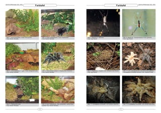 DeArGe Mitteilungen 8(5), 2003                                                                                                                                                                                              DeArGe Mitteilungen 8(5), 2003
                                                     Farbtafel                                                                                                                      Farbtafel




 Abb. 1: vorne Schwertfarn, hinten Ficus pumila                    Abb. 2: hinten Spathiphyllum, vorne Tradeskantie              Abb. 7: Nephila sp., Weibchen                                   Abb. 8: Nephila sp., Nymphenstadium frisch gehäutet
 Foto: Kerstin Wandtke                                             Foto: Kerstin Wandtke                                         Foto: Ingo Wendt                                                Foto: Ingo Wendt




 Abb. 3: vorne Hypoestes ?? spec., hinten Selaginella spec.        Abb. 4: Grammostola actaeon im Bepflanztem Terrarium          Abb. 9: Nephila sp., Jungtiere nach Verlassen des Kokons        Abb. 10: eine außergewöhnlich und eine normal gefärbte
 Foto: Kerstin Wandtke                                             Foto: Kerstin Wandtke                                         Foto: Ingo Wendt                                                Cyriopagopus schioedtei Nymphe; Foto: Siegfried Huber




 Abb. 5: Tradeskantie spec.                                        Abb. 6: links Tradeskantie, mitte Schwertfarn, rechts Ficus   Abb. 11: Cyriopagopus schioedtei, nicht adultes Weibchen        Abb. 12: Cyriopagopus schioedtei, nicht adultes Männchen
 Foto: Kerstin Wandtke                                             pumila; Foto: Kerstin Wandtke


                                                              20                                                                                                                            21
 