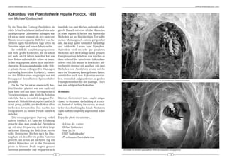 DeArGe Mitteilungen 8(5), 2003                                                                                                                                                                DeArGe Mitteilungen 8(5), 2003




Kokonbau von Poecilotheria regalis POCOCK, 1899
von Michael Goduscheit

Da die Tiere der Gattung Poecilotheria als           innerhalb von zwei Wochen mehrmals erfol-
relativ lichtscheu bekannt sind und eine sehr        greich. Danach entfernte ich das Männchen
zurückgezogene Lebensweise aufzeigen, war            zu seiner eigenen Sicherheit und fütterte das
ich um so mehr erstaunt, als sich mein vier          Weibchen gut an. Ein trächtiges Tier sollte
Monate zuvor verpaartes Weibchen von Poe-            meiner Meinung nach extrem gut genährt
cilotheria regalis für mehrere Tage offen im         sein, das sorgt später vermutlich für kräftige
Terrarium zeigte und keinen Schutz suchte.           und zahlreiche Larven bzw. Nymphen.
     Sie verließ die komplett ausgesponnene          Außerdem wird ein sehr gut genährtes
und recht große Korkröhre, die sie schon             Weibchen nach der Eiablage selbst grössere
seit mehr als 10 Jahren bewohnt hat, um              Energiereserven behalten, von welchen es
ihren Kokon außerhalb der selben zu bauen.           dann während der futterfreien Kokonphase
In den vergangenen Jahren hatte das Weib-            zehren wird. Ich musste in den letzten Jah-
chen seine Kokons ausnahmslos in der Röh-            ren bereits zweimal mit ansehen, wie zwei
re gebaut, ebenso vollzog es ihre Häutungen          Weibchen von Poecilotheria ornata, welche
regelmäßig hinter dem Korkstück, immer               nach der Verpaarung kaum gefressen hatten,
vor den Blicken eines neugierigen und mit            unmittelbar nach dem Kokonbau verstar-
Fotoapparat bewaffneten Spinnenhalter                ben, vermutlich aufgrund eines zu großen
                                                                                                      Hier beginnt das Weibchen damit, im Terrarium ein glockenförmiges Gespinst anzulegen.
geschützt.                                           Flüssigkeitsverlust bei der Eiablage. Doch
     Da das Tier bei mir an einem recht dun-         nun zum erfolgreichen Kokonbau...
klen Standort plaziert war und auch viel
Ruhe hatte und ihm kaum Störungen durch              SUMMARY:
Terrarienreinigung oder ähnliche Arbeiten
widerfuhr, hat es vermutlich das ganze Ter-          MICHAEL GODUSCHEIT took a maybe unique
rarium als Wohnhöhle akzeptiert und sich             chance to document the building of a coco-
sicher genug gefühlt, um den Kokon offen             on. Instead of building the cocoon, as usual,
im Becken herzustellen. Das machte das               in her closed webbing his female Poecilotheria
Fotografieren zu meiner Freude natürlich             regalis built it completely unprotected in her
einfacher.                                           tank.
     Die vorausgegangene Paarung verlief             Enjoy the photo documentary...
äußerst friedlich; ich habe die Erfahrung
gemacht, dass man gerade bei Poecilotheria              Adresse des Autors:
spp. mit einer Verpaarung nicht allzu lange             Michael Goduscheit
nach einer Häutung des Weibchens warten                 Neue Str. 18
sollte. Bereits zwei Wochen nach der Häu-               37627 Stadtoldendorf
tung hatte ich dem Tier ein großes Futtertier           ! webmaster@avicularia.com
gereicht, um schon am nächsten Tag ein
adultes Männchen mit in das Terrarium
geben zu können. Beide zeigten grosses
Interesse aneinander und verpaarten sich                                                              Am Boden der künstlich geschaffenen Höhle wird besonders viel gesponnen.


                                                22                                                                                                              23
 