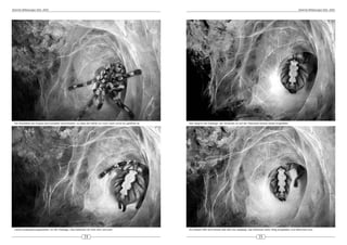 DeArGe Mitteilungen 8(5), 2003                                                                                                                                                                                   DeArGe Mitteilungen 8(5), 2003




 Die Rückseite der Kuppel wird komplett verschlossen, so dass die Höhle nur noch nach vorne hin geöffnet ist.   Hier beginnt die Eiablage, der Hinterleib ist auf der Oberseite bereits etwas eingefallen.




 Letzte Ausbesserungsarbeiten vor der Eiablage. Das Abdomen ist noch dick und prall.                            Auf diesem Bild sind bereits fast alle Eier abgelegt, das Abdomen sieht völlig eingefallen und deformiert aus.


                                                             24                                                                                                               25
 