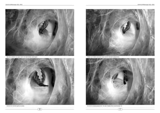DeArGe Mitteilungen 8(5), 2003                                                                                                      DeArGe Mitteilungen 8(5), 2003




 Die Eier werden nun ganz dünn mit Spinnseide überzogen.        Faden um Faden wird eine neue Schicht darüber gesponnen...




 Schicht für Schicht geht es weiter...                          Es wird so lange gesponnen, bis das Eipaket fest umschlossen ist.


                                                           26                                                              27
 