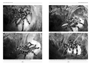 DeArGe Mitteilungen 8(5), 2003                                                                                                                                                     DeArGe Mitteilungen 8(5), 2003




 Nun wird alles grossflächig übersponnen.                                              Langsam nimmt das Ganze Gestalt an.




 Hier zieht das Weibchen die Kanten zusammen und beginnt mit dem Wickeln des Kokons.   Der Kokon ist fertig. Wenn sich die Eier weiterentwickeln wird der Kokon im Laufe der nächsten Wochen noch etwas runder.


                                                         28                                                                                       29
 