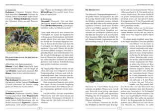 DeArGe Mitteilungen 8(5), 2003                                                                                                                                                 DeArGe Mitteilungen 8(5), 2003



e) AUFBINDER:                                       neue Pflanzen aus Stecklingen selber ziehen!   DIE DEKORATION:                                       wächs und eine niedrigwachsende Pflanze
Kolumnee (Columnea), Epiphyt, Blüten                Kletter Ficus (Ficus pumila), bunte Arten                                                            völlig ausreichend (z. B. Ficus pumila und ein
nicht besprühen. Guzmanie (Guzmania div.            brauchen mehr Licht!                           Das dekorative Hauptgestaltungselement (=             kleiner Schwertfarn). Bei einem 40x30x30
Farben), immer etwas Wasser in den Roset-                                                          die größte Pflanze, der Epiphyten-Ast oder            cm großen Terrarium können zwei höher
ten lassen. Weihnachtskakteen (Schlumber-           d) AUFBINDER:                                  die knorrige Wurzel) sollte nicht in der Mitte        werdende Arten und zwei bis drei kleine
gera- Hybriden), blühen nur nach Winterru-          Guzmanie (Guzmania), öfter mal über-           des Behälters positioniert, sondern vielmehr          Kriechgewächse (z. B. eine Fingeraralie und
he.                                                 sprühen und Wasser in den Rosetten stehen      etwas nach links oder rechts versetzt werden          eine Flamingoblume mit Tradeskantie und
                                                    lassen! Weihnachtskakteen (Schlumbergera-      (»goldener Schnitt«), damit unser Behälter            Efeu) genommen werden.
                                                    Hybriden), welken bei Ballentrockenheit!       nicht in zwei Hälften »gespalten« wird. Wei-              Pro Behälter sollten nur eine bis maxi-
                                                                                                   terhin sollte man kleine Gewächse vor-                mal zwei panaschierte (bunte) Pflanzen zum
                                                    Damit beim oder nach dem Wässern die           nehmlich im Vordergrund pflanzen, um so               Einsatz kommen, da auch hier ein Zuviel an
                                                    Feuchtigkeit auf Grund der Kapillarkräfte      den Blick ins Terrarium nicht zu behindern.           Farbe einen eher negativen Effekt haben
                                                    nicht das ganze Bodensubstrat durchzieht,      Eine Ausnahme bilden hier die Behälter für            würde.
                                                    könnte mittels Kork oder einer Glasleiste      auf Bäumen lebende Vogelspinnen und die                   Es scheint wenig vorteilhaft, seiner Spin-
                                                    ein Bereich des Terrariums abgegrenzt wer-     Rückwandbegrünung z. B. mit Ficus pumila.             ne im länger bewohnten Terrarium plötzlich
                                                    den. In diesem Bereich lässt sich dann die                                                                        eine Pflanze »vor die Nase« zu
                                                    Feuchtigkeit des Bodengrundes sehr gut                                                                            setzten, da diese dann häufig als
                                                    regulieren. Denn auch Pflanzen, die ein eher                                                                      störend empfunden und ausge-
                                                    trockeneres Milieu vertragen, brauchen re-                                                                        graben werden. Besser ist es,
  Grammostola actaeon                               gelmäßig Wasser und Aufmerksamkeit. Da-                                                                           gleich ein neues, fertig bepflanz-
                                                    mit die sehr lichthungrigen und dabei meist                                                                       tes Becken für die Spinne einzu-
PFLANZENVORSCHLÄGE FÜR DAS TROCKE-                  bunten Pflanzen ihre schönen Farben behal-                                                                        richten. Weiterhin sollte vermie-
NE TERRARIUM:                                       ten, sollte man diese am besten frei stehend                                                                      den werden, einer bodenbewoh-
                                                    platzieren und nicht als Bodenbedeckung                                                                           nenden Vogelspinne eine Pflan-
a) KLETTER- UND KRIECHGEWÄCHSE:                     unter großen Gewächsen verwenden.                                                                                 ze neben oder schräg vor ihren
Klimme (Cissus). Efeu (Hedera helix), bunte                                                                                                                           Unterschlupf zu platzieren. Die
Sorten brauchen mehr Licht, für Säuger gif-         Für Säuger giftige Pflanzen werden von mir                                                                        Spinnen reagieren häufig mit
tig! Efeutute (Epipremnum pinnatum), Fet-           schon sehr lange und erfolgreich in meinen                                                                        einem ausreißen oder abbeißen
thenne (Sedum-Arten), kühl überwintern!             Terrarien gepflegt. Ich habe noch nicht be-                                                                       des Gewächses darauf. Besser
                                                    obachten können, dass Futtertiere von die-                                                                        ist es, eine »Bannmeile« von 10-
b) HOCHWACHSENDE:                                   sen fraßen, vielmehr werden diese Pflanzen                                                                        20 cm im Halbkreis frei zu hal-
Flaschenbaum (Beaucarnea recurvata), kühl           von ihnen offensichtlich verschmäht.                                                                              ten und darin z. B. eher Moos
überwintern, wächst langsam! Geldbaum                   Dem entsprechend kann ich auch nichts       Pilea ?? spec.                                                    zu legen, das zum Teil »scho-
(Crassula arborescens); im Sommer mäßig             dazu sagen, ob eine eventuelle Vergiftung                                                                         nender« vom Tier genutzt wird.
gießen, im Winter fast trocken halten!              der Futtertiere durch diese Pflanzen für un-   Hier kann ein »Tunnel-Blick« durch vorne              Das Moos sollte man aber bitte nicht aus
                                                    sere Vogelspinnen gefährlich werden könn-      stehende und größere Pflanzen sehr reizvoll           der Natur entnehmen, denn viele Moosarten
c) NIEDRIGWACHSENDE:                                te.                                            sein. Weiterhin ist es wichtig, dass unsere           stehen unter Naturschutz. Im Fachhandel
Drehfrucht (Streptocarpus-Hybriden), Blätter            Fast alle der hier von mir vorgestellten   Pflanzen nicht zu sehr vom eigentlichen               lassen sich aber auch Moose erwerben. Das
rosettig angeordnet, blüht! Flammendes              Pflanzenarten sind oder waren bei mir und      Pflegling, hier der Vogelspinne, ablenken.            Moos kann regelmäßig bei Bedarf ausge-
Käthchen (Kalanchoe blossfeldiana), blüht in        befreundeten Terrarianern erfolgreich in       Man sollte also das Terrarium nicht mit               wechselt werden. Man sollte nur maximal
vielen Farben, kühl überwintern oder bei            Pflege und die Liste ließe sich auch noch      Pflanzen »überladen«.                                 30-40 % des Bodengrundes bei Bodenbe-
Bedarf austauschen! Hypoestes (Hypoestes            erweitern.                                         Für ein kleines Terrarium mit den Ma-             wohnern durch Pflanzen und/oder Moose
phyllostachya), wird schnell unansehnlich,                                                         ßen 30x20x20 cm (BxTxH) ist ein Kriechge-             bzw. Wurzeln etc. bedecken. Es sollte
                                               10                                                                                                   11
 