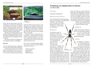 DeArGe Mitteilungen 8(5), 2003                                                                                                                                                       DeArGe Mitteilungen 8(5), 2003




                                                                                                               Freihaltung von Nephila Arten im Zimmer
                                                                                                               von Mario Staib

                                                                                                               TRIVIALNAME                                      Beute, im Gegensatz zu vielen heimischen
                                                                                                                                                                Radnetzarten, die außerhalb des Netzes, mit
                                                                                                               Seidenspinne, Wespenspinne                       diesem durch einen Signalfaden verbunden,
                                                                                                                                                                in einem Unterschlupf auf Beute lauern.
                                                                                                               WISSENSCHAFTLICHE ZUORDNUNG                      Die Netze der großen Nephila Arten sollen
                                                                                                                                                                aus so starken Fäden gebaut sein, dass sie
                                                                                                               Die Angehörigen dieser Spinnengattung ge-        von manchem Südseeinsulaner sogar zum
 links Tradeskantie, rechts Schwertfarn               Aphonopelma seemanni Terrarium dicht mit Ficus pumilia   hören in die Familie der Tetragnathidae          Fischfang benutzt werden. Die Netzfäden
                                                      bewachsen
                                                      Foto: Ingo Wendt                                         (Dickkiefer- oder Streckerspin-                             bestehen oft aus gelben Spinnfä-
konnte. Wie ihr sehen konntet, ist das The-                                                                    nen). Sie werden aber häufig                                 den, was dann den Netzen einen
ma Pflanzen im Terrarium sehr umfangreich            plants for different tank-setups (e.g. tanks              fälschlich der Familie Aranei-                               goldenen Schimmer verleiht.
und Fachliteratur hierzu gibt es mehr als            with high or low humidity). Problems with                 dae (Radnetz- oder Kreuzspin-
reichlich. Sehr gute Bücher zum Thema                feeding tarantulas and mites are mentioned,               nen) zugeordnet.                                           VERBREITUNG
Vivarien und Paludarien lassen sich auch im          too. »Murphy«, an adult female of Brachypel-
Fachhandel und auf Börsen oder vielleicht            ma smithi, owned by friends of K ERSTIN                   BESCHREIBUNG                                             Nephila Arten kommen in allen tro-
sogar bei Terrarianer-Freunden finden.               does not really care about some nice looking                                                                      pischen und subtropischen Regionen
    Ein Buch über Zimmerpflanzen im All-             plants or decoration.                                     Die Weibchen einiger Ne-                                        vor, wie z. B. in Asien, Aus-
gemeinen reicht aber oftmals auch und über               Whenever KERSTIN or her friends chan-                 phila Arten erreichen eine                                      tralien, Amerika und Afrika.
die einzelnen Pflegehinweise lassen sich vie-        ged the setup – »Murphy« did the same and                 Körperlänge von bis zu 6                                       Sie leben dort in feuchten
le Rückschlüsse auf eine Haltung im Terrari-         wasted everything overnight. If you have                  cm und können eine Spannweite                           Wäldern und Savannen.
um ziehen.                                           such a spider like »Murphy«, respect your                 bis zu 20 cm erreichen. Die
    Für Fragen, Kritik oder Anregungen ste-          tarantulas behaviour even if the result does              Männchen bleiben mit ca.                                 HALTUNG
he ich jederzeit und gern zur Verfügung.             not fit your point of view.                               1 cm Körperlänge da-
                                                                                                               gegen sehr klein.                                           Die Haltung von Nephila Ar-
SUMMARY:                                             BILDNACHWEIS: Soweit nicht anders angege-                 Die Beine sind                                                 ten sollte in großen Terra-
                                                     ben, stammen die Fotos zu diesem Artikel                  sehr lang, beson-                                              rien, bei denen mindestens
This very detailed article gives a widespread        von KERSTIN WANDTKE.                                      ders das erste Beinpaar. Der                                  zwei Seiten mit Gaze be-
overview about setting up tanks with plants.                                                                   Hinterkörper ist zylindrisch                        spannt sind, erfolgen. Das Terrarium
    Starting with pros and cons of having               Adresse der Autorin:                                   geformt. Häufig haben der                            sollte mindestens 80 x 40 x 80 cm
                                                                                                                                                Nephila sp.
plants at tarantula-tanks KERSTIN WANDTKE               Kerstin Wandtke                                        Körper und die Beine eine Foto: Alexandra Hauber     (Breite, Tiefe, Höhe) groß sein. In
gives clues and advices concerning substra-             Simmelweg 5                                            schwarze Grundfärbung, auf                         einem solchen Terrarium kann man
tes, decoration, illumination and choosing              44328 Dortmund                                         der sich bunte Streifen und andere Muster in ein ausgewachsenes Weibchen halten oder
                                                                                                               den verschiedensten Farben, z. B. in Rot, einige Nymphen. Die Temperatur sollte
                                                                                                               Gelb und Weiß, finden lassen. Große Arten tagsüber bei ca. 25°C liegen. Weiterhin sollte
                                                                                                               der Gattung Nephila sollen Netze bis 5 m eine hohe Luftfeuchtigkeit herrschen, wel-
                                                                                                               Durchmesser bauen. Die Regel scheinen che man durch tägliches Sprühen morgens
                                                                                                               aber Netz von einer Größe bis ca. 1,5 m im und abends erreicht. Hierfür nimmt man
                                                                                                               Durchmesser zu sein. Nephila Arten sitzen bevorzugt kalkarmes und lauwarmes Wasser.
                                                                                                               fast ständig in der Netzmitte und lauern auf Niemals die Spinnen direkt ansprühen!
                                                16                                                                                                         17
 