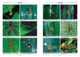 DeArGe Mitteilungen 8(6), 2003                                                                                                                                                                                             DeArGe Mitteilungen 8(6), 2003
                                                    Farbtafel                                                                                                                      Farbtafel




 Abb. 6: Cupiennius sp. kurz nach der Häutung, prämontaner         Abb. 7: Cupiennius salei, Weibchen, Ventralansicht.          Abb. 12: Cupiennius getazi, Männchen, Ventralansicht.           Abb. 13: Cupiennius coccineus, Männchen.
 Regenwald, Costa Rica. Foto: Witold Lapinski                      Foto: Witold Lapinski                                        Foto: Witold Lapinski                                           Foto: Witold Lapinski




 Abb. 8: Cupiennius salei, Weibchen.                               Abb. 9: Eine juvenile Cupiennius getazi in ihrem Versteck.   Abb. 14: Cupiennius coccineus, Männchen, Ventralansicht.        Abb. 15: Cupiennius coccineus, Weibchen, Zeichnungsvari-
 Foto: Witold Lapinski                                             Foto: Witold Lapinski                                        Foto: Witold Lapinski                                           ante. Foto: Witold Lapinski




 Abb. 10: Cupiennius getazi, Weibchen, orangerote Farbvari-        Abb. 11: Cupiennius getazi, Weibchen, gelbgraue Farbvari-    Abb. 16: Cupiennius coccineus, Weibchen, Ventralansicht.        Abb. 17: Cupiennius coccineus, Weibchen.
 ante. Foto: Witold Lapinski                                       ante, Ventralansicht. Foto: Witold Lapinski                  Foto: Witold Lapinski                                           Foto: Witold Lapinski

                                                              22                                                                                                                           23
 