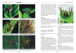 DeArGe Mitteilungen 8(6), 2003                                                                                                                                                                               DeArGe Mitteilungen 8(6), 2003
                                                    Farbtafel
                                                                                                                             rechts jeweils 2 weisse Flecken. Diese kön-
                                                                                                                             nen bei einigen Exemplaren durch ebenso
                                                                                                                             gefärbte v-förmige Querbinden verbunden
                                                                                                                             sein. Zusätzlich können die langen Haare
                                                                                                                             dort einen rötlichen Schimmer haben.
                                                                                                                             Das Sternum und die Coxen sind rot bis
                                                                                                                             schwarzrot, je nach Tier. Die Opisthosom-
                                                                                                                             aunterseite zeigt ein breites, sich zu den
                                                                                                                             Spinnwarzen hin verjüngendes schwarzes
                                                                                                                             Medialband. Die Ventralseite des Opistho-
                                                                                                                             soma ist rötlichbraun.

                                                                                                                             Männchen
 Abb. 18: Cupiennius sp. aus Ecuador, Weibchen.                  Abb. 19: Cupiennius sp. aus Ecuador, Weibchen, Frontalan-
 Foto: Witold Lapinski                                           sicht. Foto: Witold Lapinski                                Körperlänge: bis 26 mm
                                                                                                                             Färbung und Zeichnung: Zeichnung ähnlich
                                                                                                                             wie beim Weibchen, nur viel undeutlicher.
                                                                                                                             Die Rottöne und die weißen Abdominal-
                                                                                                                             flecken fehlen. Stattdessen sind die Coxen
                                                                                                                             und das Sternum schwarz.                              Cupiennius getazi, Weibchen
                                                                                                                                                                                   Foto: Ingo Wendt


                                                                                                                             Eine sehr gute Abhandlung über diese Art             der Zeichnung variiert individuell. Dabei ist
                                                                                                                             findet sich bei MELCHERS 1963.                       die Zeichnung bei gelbgrauen Spinnen
                                                                                                                                                                                  schwarz und bei orangeroten Tieren dunkel
                                                                                                                                                                                  orangerot.
                                                                                                                             CUPIENNIUS GETAZI SIMON, 1891                            Weibchen beider Farbvarianten haben
                                                                                                                             Farbtafel Abb. 2, 5, 9, 10, 11 und 12                das schwarze Sternum und Labium, die
                                                                                                                                                                                  schwarzen Coxen sowie Gnathocoxen ge-
 Abb. 20: Cupiennius sp., Weibchen kurz vor der Eiablage,        Abb. 21: Cupiennius sp., juvenile Spinne neben ihrem Ver-   Vorkommen: Costa Rica, Panama (P LAT -               meinsam. Alle Femora sind ventral immer
 prämontaner Regenwald, Costa Rica. Foto: Witold Lapinski        steck, prämontaner Regenwald, Costa Rica. Foto: Lapinski
                                                                                                                             NICK2001)                                            hellgrau mit vielen kleinen schwarzen
                                                                                                                                                                                  Pünktchen.
                                                                                                                             Weibchen                                                 Die Ventralseite des Opisthosomas kann
                                                                                                                             Körperlänge: durchschnittlich 27 mm                  schlicht hellgrau sein, manche Spinnen ha-
                                                                                                                             Färbung und Zeichnung: Die Weibchen die-             ben dort einen breiten schwarzen Längs-
                                                                                                                             ser Art kommen in zwei Farbvarianten vor,            streifen oder die Unterseite kann dunkelgrau
                                                                                                                             nämlich die gelbgraue und die orangerote             sein mit einem hellgrauen breiten Medial-
                                                                                                                             Farbvariante. Dieses Phänomen tritt auch             band, das sich schon auf halber Länge deut-
                                                                                                                             bei Schwestern aus demselben Kokon auf,              lich verjüngt.
                                                                                                                             es handelt sich also bei beiden Farbvarianten
                                                                                                                             um ein und dieselbe Spezies.                         Männchen
                                                                                                                             Die Chelizerengrundglieder haben schwarze            Körperlänge: durchschnittlich 21 mm
                                                                                                                             Längsstreifen. Das Zeichnungsmuster ist bei          Färbung und Zeichnung: Das Zeichnungs-
                                                                                                                             beiden Farbvarianten ähnlich und sowohl              muster ähnelt dem der Weibchen ist jedoch
 Abb. 22: Cupiennius foliatus, Weibchen, prämontaner Re-         Abb. 23: Cupiennius foliatus, Männchen, prämontaner Re-
 genwald, Costa Rica. Foto: Witold Lapinski                      genwald, Costa Rica. Foto: Witold Lapinski                  die Farbintensität als auch die Deutlichkeit         orangebraun auf orangenem Untergrund.
                                                            24                                                                                                               25
 