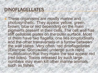 DINOFLAGELLATES
 These organisms are mostly marine and
photosynthetic. They appear yellow, green,
brown, blue or red depending on the main
pigments present in their cells. The cell wall has
stiff cellulose plates on the outer surface. Most
of them have two flagella; one lies longitudinally
and the other transversely in a furrow between
the wall plates. Very often, red dinoflagellates
(Example: Gonyaulax) undergo such rapid
multiplication that they make the sea appear red
(red tides). Toxins released by such large
numbers may even kill other marine animals
such as fishes.
 