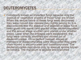 DEUTEROMYCETES
 Commonly known as imperfect fungi because only the
asexual or vegetative phases of these fungi are known.
When the sexual forms of these fungi were discovered
they were moved into classes they rightly belong to. It is
also possible that the asexual and vegetative stage have
been given one name (and placed under deuteromycetes)
and the sexual stage another (and placed under another
class). Later when the linkages were established, the
fungi were correctly identified and moved out of
deuteromycetes. Once perfect (sexual) stages of
members of dueteromycetes were discovered they were
often moved to ascomycetes and basidiomycetes. The
deuteromycetes reproduce only by asexual spores known
as conidia. The mycelium is septate and branched
 