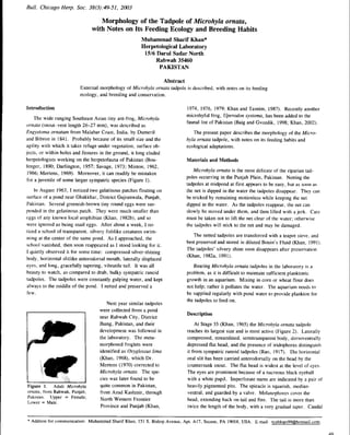2003 chicago microhyla ornata tadpole