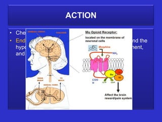 ACTION

• Chemically similar to endorphins
• Endorphins are produced by the pituitary gland and the
  hypothalamus during strenuous exercise, excitement,
  and orgasm
 