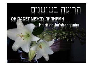 ‫הרועה בשושנים‬
ОН ПАСЕТ МЕЖДУ ЛИЛИЯМИ
            Ha’ro’eh ba’shoshanim




                             2004-4
 