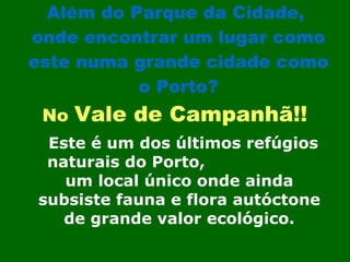 Além do Parque da Cidade,  onde encontrar um lugar como este numa grande cidade como o Porto? No  Vale de Campanhã!!   Este é um dos últimos refúgios naturais do Porto,  um local único onde ainda subsiste fauna e flora autóctone de grande valor ecológico. 
