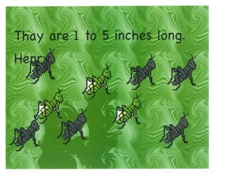 Mrs. Kangas's Kindergarten Class Insect Book