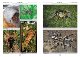 ARACHNE 9(1), 2004                                                                                                                                            ARACHNE 9(1), 2004
                                                   Farbtafel                                                                                      Farbtafel




                                                              Abb. 5: Stromatopelma calceatum, Nymphe




 Abb. 3: Stromatopelma calceatum, Weibchen mit Kokon                                                    Abb. 7: Haplopelma schmidti, Weibchen
 Foto: Guy Tansley




 Abb. 4: Stromatopelma calceatum calceatum, Unterseite        Abb. 6: Stromatopelma-Terrarium           Abb. 8: Poecilotheria miranda, Weibchen
 Foto: Robert Seliger                                         Foto: Robert Seliger                      Foto: Boris Striffler

                                                         20                                                                                           21
 