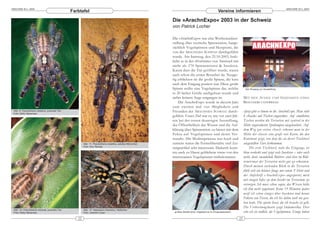 ARACHNE 9(1), 2004                                                                                                                                                                                            ARACHNE 9(1), 2004
                                                   Farbtafel                                                                                           Vereine informieren

                                                                                                                Die »ArachnExpo« 2003 in der Schweiz
                                                                                                                von Patrick Locher

                                                                                                                Die »ArachnExpo« war eine Wochenendaus-
                                                                                                                stellung über exotische Spinnentiere, haupt-
                                                                                                                sächlich Vogelspinnen und Skorpione, die
                                                                                                                von der ARACHNIDA SCHWEIZ durchgeführt
                                                                                                                wurde. Am Samstag, den 25.10.2003, krab-
                                                                                                                belte es in der »Festhütte« von Amriswil mit
                                                                                                                mehr als 170 Spinnentieren & Insekten.
                                                                                                                Kaum dass die Tür geöffnet wurde, waren
                                                                                                                auch schon die ersten Besucher da. Neugie-
                                                                                                                rig erblickten sie die große Spinne, die kurz
                                                                                                                nach dem Eingang postiert war. Diese große
                                                                                                                Spinne stellte eine Vogelspinne dar, welche                 Der Eingang zur Ausstellung
                                                                                                                in 20 facher Größe nachgebaut wurde und
                                                                                                                sicher keinem Auge entgangen ist.                          M IT DEN AUGEN UND G EDANKEN                  EINES
                                                                                                                    Die ArachnExpo wurde in diesem Jahr                    BESUCHERS UNTERWEGS
                                                                                                                zum zweiten mal von Mitgliedern und
 Abb. 9: Poecilotheria metallica, juveniles Tier                                                                Freunden der ARACHNIDA SCHWEIZ durch-                      »Jetzt geht es hinein in die ArachnExpo. Man sieht
 Foto: Eddy Hijmensen
                                                                                                                geführt. Unser Ziel war es, wie vor zwei Jah-              6 »Inseln« mit Tischen angeordnet. Auf sämtlichen
                                                                                                                ren bei der ersten derartigen Ausstellung,                 Tischen werden die Terrarien mit zentral in der
                                                                                                                der Öffentlichkeit das Wissen und die Auf-                 Mitte angeordneten Spotlampen ausgeleuchtet. Auf
                                                                                                                klärung über Spinnentiere zu bieten mit dem                dem Weg zur ersten »Insel« erkennt man in der
                                                                                                                Fokus auf Vogelspinnen und deren Ver-                      Mitte der »Insel« eine große rote Karte, die den
                                                                                                                wandte. Die Medienpräsenz war hoch und                     Kontinent zeigt, von dem die an dieser Tischinsel
                                                           Abb. 11: Poecilotheria metallica, adultes Männchen   zumeist waren die Fernsehberichte und Zei-                 ausgestellten Tiere herkommen.
                                                           Foto: Guy Tansley
                                                                                                                tungsartikel sehr interessant. Dadurch konn-                    Die erste Tischinsel, nahe des Eingangs, ist
                                                                                                                ten auch zu Hause gebliebene etwas von den                 blau verdeckt und zeigt viele Insekten – oder auch
                                                                                                                interessanten Vogelspinnen mitbekommen.                    nicht, denn »wandelnde Blätter« sind eben im Blät-
                                                                                                                                                                           terwirrwar der Terrarien nicht gut zu erkennen.
                                                                                                                                                                           Durch meinen suchenden Blick in die Terrarien
                                                                                                                                                                           fühlt sich ein kleiner Junge mit rotem T-Shirt und
                                                                                                                                                                           der Aufschrift »ArachnExpo« angespornt, mich
                                                                                                                                                                           mit einigen Infos zu dem Insekt im Terrarium zu
                                                                                                                                                                           versorgen. Ich muss schon sagen, das Wissen hätte
                                                                                                                                                                           ich ihm nicht zugetraut. Keine 15 Minuten später
                                                                                                                                                                           weiß ich schon einiges über Insekten und kenne
                                                                                                                                                                           Fakten von Tieren, die ich bis dahin noch nie gese-
                                                                                                                                                                           hen hatte. Die zweite Insel, die ich besuche ist gelb.
                                                                                                                                                                           Die Verbreitungskarte zeigt Südamerika. Hier
 Abb. 10: Poecilotheria miranda, juveniles Tier            Abb. 12: Hapalopus triseriatus, Weibchen
 Foto: Eddy Hijmensen                                      Foto: Joachim Loser                                   großes Modell einer Vogelspinne im Eingangsbereich        sehe ich sie endlich, die Vogelspinnen. Einige haben
                                                      22                                                                                                              23
 