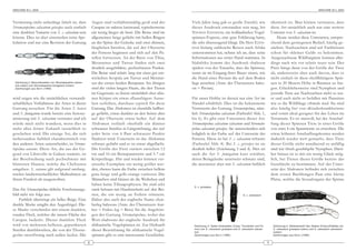 ARACHNE 9(1), 2004                                                                                                                                                                                                    ARACHNE 9(1), 2004



Vermutung nicht unbedingt falsch ist, dass                    Augen sind verhältnismäßig groß und der          Viele Jahre lang gab es große Zweifel, wie                       identisch ist. Man könnte vermuten, dass
Stromatopelma calceatum griseipes auch einfach                Carapax ist nahezu kreisrund, typischerweise     dieser Ausdruck entstanden sein mag, bis                         diese Art tatsächlich auch nur eine weitere
eine dunklere Variante von S. c. calceatum sein               ein wenig länger als breit. Die Beine sind im    THOMAS EZENDAM, ein holländischer Vogel-                         Unterart von S. calceatum ist.
könnte. Dies ist aber einstweilen reine Spe-                  allgemeinen beige gefärbt mit hellen Ringen      spinnen-Experte, eine gute Erklärung hatte,                          Heute werden diese Unterarten, entspre-
kulation und nur eine Revision der Gattung                    an der Spitze der Gelenke und zwei dünnen,       die sehr überzeugend klingt. Da Herr EZEN-                       chend dem gestiegenen Bedarf, häufig ge-
                                                              länglichen Streifen, die auf der Oberseite       DAM bislang zahlreiche Reisen nach Afrika                        züchtet. Nachzuchten sind auf Fachbörsen
                                                              der Femora beginnen und sich auf den Pa-         unternommen hat, nehme ich an, dass seine                        schon für »kleines Geld« zu bekommen.
                                                              tellen fortsetzen. An der Basis von Tibia,       Informationen aus erster Hand stammen. In                        Ausgewachsene Wildfangtiere können aller-
                                                              Metatarsus und Tarsus finden sich zwei           Südafrika kommt der Ausdruck »baboon                             dings nach wie vor relativ teuer sein. Der
                                                              deutlich ausgebildete, pechschwarze Punkte.      spider« von der Tatsache, dass die Spinnen,                      Preis hängt dann von der Größe der Tiere
                                                              Die Beine sind relativ lang mit einer gut ent-   wenn sie im Eingang ihres Baues sitzen, wie                      ab, andererseits aber auch davon, dass es
                                                              wickelten Scopula am Tarsus und Metatar-         die Hand eines Pavians die auf dem Boden                         nicht einfach ist diese »heißblütigen« Spin-
 Zeichnung 2: Beinunterseiten von Stromatopelma calcea-       sus der ersten beiden Beinpaare. Im übrigen      liegt aussehen (Anm. des Übersetzers: babo-                      nen in 20 Metern Höhe in Bäumen zu fan-
 tum (oben) und Stromatopelma fumigatum (unten).
 Zeichnungen aus SMITH (1990)                                 sind die vielen langen Haare, die den Tieren     on = Pavian).                                                    gen. Glücklicherweise sind Nymphen und
                                                              im Gegensatz zu ihrem tatsächlich eher dün-                                                                       juvenile Tiere aus Nachzuchten nicht so teu-
wird zeigen wie die tatsächlichen verwandt-                   nen Körper ein etwas »flauschiges« Ausse-        Für unser Hobby ist derzeit nur eine Art im                      er und auch nicht so befallen mit Parasiten
schaftlichen Verhältnisse der Arten in dieser                 hen verleihen, durchaus typisch für diese        Handel erhältlich. Dies ist die bekannteste                      wie es die Wildfänge oftmals sind. Sie sind
Gattung aussehen. Für die Arten S. batesi                     Gattung. Das Abdomen ist ebenfalls hellbei-      Vertreterin der Gattung Stromatopelma, näm-                      also häufig frei von »Kinderkrankheiten«
und S. fumigatum wurde bereits eine Synony-                   ge gefärbt, etwas dunkler an den Seiten aber     lich Stromatopelma calceatum (Farbtafel Abb. 1,                  und somit ideal geeignet für das Leben im
misierung mit S. calceatum vermutet und ich                   auf der Oberseite etwas heller. Auf dem          bis 6). Es gibt zwei Unterarten dieser Art:                      Terrarium. Es ist sinnvoll, bei der Anschaf-
würde mich nicht wundern, wenn dies in                        Ab domen verläuft oberhalb ein dünner            Stromatopelma calceatum calceatum und Stromato-                  fung dieser Spinnen Tiere in einer Größe
nicht allzu ferner Zukunft tatsächlich so                     schwarzer Streifen in Längsrichtung, der auf     pelma calceatum griseipes. Sie unterscheiden sich                von etwa 4 cm Spannweite zu erwerben. Die
geschehen wird. Die einzige Art, die sich                     jeder Seite von 6 Paar schwarzer Punkte          lediglich in der Farbe auf der Unterseite der                    etwas höheren Anschaffungskosten werden
insbesondere farblich charakteristisch von                    flankiert wird. Unterseits ist das Abdomen       Femora. Diese ist bei S. c. calceatum schwarz                    dadurch wieder wett gemacht, dass Tiere
den anderen Arten unterscheidet, ist Stroma-                  schwarz gefärbt und es ist etwas abgeflacht.     (Farbtafel Abb. 4). Bei S. c. griseipes ist sie                  dieser Größe nicht annähernd so anfällig
topelma satanus. Diese Art, die aus der Ge -                  Die Größe der Tiere variiert zwischen 12         deutlich heller (Zeichnung 3 und 4). Hier sei                    sind wie frisch geschlüpfte Nymphen. Darü-
gend von Libreville in Gabun stammt, ist                      cm und 16 cm Beinspannweite und 5-7 cm           auch die Art S. fumigatum kurz erwähnt,                          ber hinaus ist es mit ein wenig Glück mög-
der Beschreibung nach pechschwarz mit                         Körperlänge. Hin und wieder können ver-          deren Beingelenke unterseits schwarz sind,                       lich, bei Tieren dieser Größe bereits das
blutroten Haaren, welche die Chelizeren                       einzelte Exemplare ein wenig größer wer-         die ansonsten aber mit S. calceatum farblich                     Geschlecht zu bestimmen. Auf der Unter-
umgeben. S. satanus gilt aufgrund umfang-                     den, ebenso kann die Farbe zwischen hellem                                                                        seite des Abdomen befindet sich zwischen
reicher landwirtschaftlicher Maßnahmen an                     grau-beige und gelb-orange variieren. Die                                                                         dem ersten Buchlungen-Paar eine kleine
ihrem Fundort als ausgestorben.                               Männchen sind kleiner als die Weibchen und                                                                        Platte, welche die Sexualorgane der Spinne
                                                              haben keine Tibiaapophysen. Sie sind sehr
                                                                                                                S. c. griseipes
Das für Stromatopelma übliche Erscheinungs-                   stark behaart mit Haarbüscheln auf den Bei-
bild sieht wie folgt aus:                                     nen, die ein wenig an Federn erinnern.                                                   S. c. calceatum
    Farblich überwiegt ein helles Beige. Eine                 Daher also auch der englische Name »feat-
dunkle Maske umgibt den Augenhügel. Die-                      herleg baboon« (Anm. des Übersetzers: feat-
se Maske verschmilzt mit einem dunklen,                       her = Feder; leg = Bein) für die Angehöri-
runden Fleck, welcher die innere Fläche des                   gen der Gattung Stromatopelma, wobei das
Carapax bedeckt. Dieser dunklere Fleck                        Wort »baboon« der englische Ausdruck für
wird von mehreren helleren, gepunkteten                       afrikanische Vogelspinnen ist. Zur Herkunft       Zeichnung 3: Taster-Unterseiten (Coxa, Trochanter und Fe-        Zeichnung 4: Seitenansicht des Tasters (Femur/Patella) von
Streifen durchbrochen, die von der Thorax-                    dieser Bezeichnung für afrikanische Vogel-        mur) von S. calceatum griseipes und S. calceatum calcea-         S. calceatum griseipes (oben) und S. calceatum calceatum
                                                                                                                tum                                                              (unten)
grube sternförmig nach außen laufen. Die                      spinnen gibt es eine interessante Geschichte.     Zeichnungen aus SMITH (1990)                                     Zeichnungen aus SMITH (1990)


                                                          8                                                                                                                 9
 