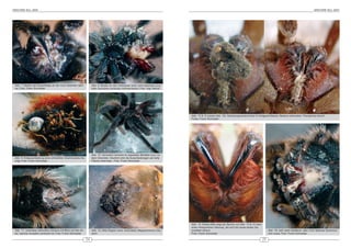 ARACHNE 9(2), 2004                                                                                                                                                                                                                      ARACHNE 9(2), 2004




 Abb. 7: Maden der Buckelfliege an der noch lebenden Spin-         Abb. 8: Maden an den Chelizeren einer noch lebenden juve-
 ne; Foto: Frank Schneider                                         nilen Avicularia versicolor schmarotzend; Foto: Ingo Wendt




                                                                                                                                Abb. 13 & 14 (sowie Abb. 15): Genesungsverlauf einer im fortgeschrittenen Stadium erkrankten Theraphosa blondi
                                                                                                                                Fotos: Frank Schneider




                                                                   Abb. 10: Xenesthis immanis im separaten Behälter kurz vor
 Abb. 9: Kotausscheidung einer erkrankten Grammostola ihe-         dem Verenden. Deutlich sind die Ausscheidungen als helle
 ringi; Foto: Frank Schneider                                      Fläche erkennbar.; Foto: Frank Schneider




                                                                                                                                Abb. 15: Dieses Bild zeigt die Spinne von Abb. 13 & 14 nach
                                                                                                                                einer erfolgreichen Häutung, die sich bis heute bester Ge-
 Abb. 11: verendete Xenesthis immanis mit Blick auf den Af-        Abb. 12: After-Region einer verendeten Megaphobema robu-     sundheit erfreut.                                                  Abb. 16: sehr stark befallene, aber noch lebende Grammos-
 ter, welcher komplett verdreckt ist; Foto: Frank Schneider        stum                                                         Foto: Frank Schneider                                              tola rosea; Foto: Frank Schneider

                                                              24                                                                                                                              25
 