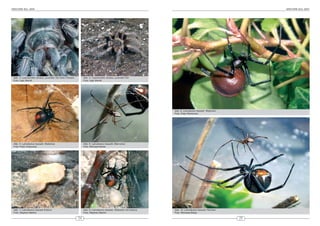 ARACHNE 9(4), 2004                                                                                                                                                   ARACHNE 9(4), 2004




 Abb. 3: Lasiodorides striatus, juveniles Tier beim Fressen        Abb. 4: Lasiodorides striatus, juveniles Tier
 Foto: Ingo Wendt                                                  Foto: Ingo Wendt




                                                                                                                       Abb. 9: Latrodectus hasselti, Weibchen
                                                                                                                       Foto: Eddy Hijmensen




 Abb. 5: Latrodectus hasselti, Weibchen                            Abb. 6: Latrodectus hasselti, Männchen
 Foto: Peter Grabowitz                                             Foto: Michaela Biese




 Abb. 7: Latrodectus hasselti Kokons                               Abb. 8: Latrodectus hasselti, Weibchen mit Kokons   Abb. 10: Latrodectus hasselti, Pärchen
 Foto: Stephan Martini                                             Foto: Stephan Martini                               Foto: Michaela Biese

                                                              24                                                                                                25
 