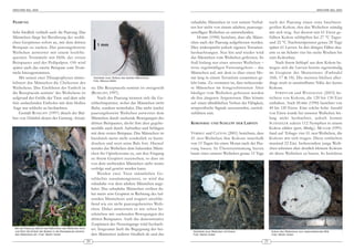 ARACHNE 9(6), 2004                                                                                                                                                                                         ARACHNE 9(6), 2004



PAARUNG                                                                                                             subadulte Männchen ist von seinem Verhal-            nach der Paarung einen etwa haselnuss -
                                                                                                                    ten her nicht von einem adulten, paarungs-           großen Kokon, den das Weibchen ständig
Sehr friedlich verläuft auch die Paarung. Das                                                                       unwilligen Weibchen zu unterscheiden.                mit sich trug. Aus diesem mit 61 Eiern ge-
Männchen fängt bei Berührung des weibli-                                                                                HOBBS (1990) berichtet, dass alle Männ-          füllten Kokon schlüpften bei 27 °C Tages-
chen Gespinstes sofort an, mit dem dritten                                                                          chen nach der Paarung aufgefressen werden.           und 22 °C Nachttemperatur genau 28 Tage
                                                                       1 mm
Beinpaar zu zucken. Das paarungsbereite                                                                             Dies widerspricht jedoch eigenen Terrarien-          später 61 Larven. In den übrigen Fällen dau-
Weibchen antwortet mit einem hochfre-                                                                               beobachtungen. Nur hin und wieder wird               erte es im Schnitt vier bis sechs Wochen bis
quenten Trommeln mit Hilfe des ersten                                                                               das Männchen vom Weibchen gefressen. So              zum Kokonbau.
Beinpaares und der Pedipalpen. Oft wird                                                                             fraß bislang nur eines unserer Weibchen –                Nach ihrem Schlupf aus dem Kokon be-
später auch das zweite Beinpaar zum Trom-                                                                           trotz regelmäßigen Futterangebots – das              wegen sich die Larven bereits eigenständig
meln hinzugenommen.                                                                                                 Männchen auf, mit dem es über einen Mo-              im Gespinst des Muttertieres (Farbtafel
    Mit seinen zwei Tibiaapophysen immo-                            Holothele incei, Bulbus des adulten Männchens   nat lang in einem Terrarium zusammen ge-             Abb. 17 & 18). Die meisten bleiben aller-
                                                                    Foto: Marcus Heller
bilisiert das Männchen die Cheliceren des                                                                           lebt hatte. Zu vermuten ist, dass insbesonde-        dings noch in unmittelbarer Nähe des leeren
Weibchens. Das Einführen der Emboli in                             ria. Die Receptacula seminis ist zweigeteilt     re Männchen im fortgeschrittenen Alter               Kokons.
die Receptacula seminis5 des Weibchens ist                         (RUDLOFF, 1997).                                 häufiger vom Weibchen gefressen werden                   S TRIFFLER und W EINMANN (2003) be -
aufgrund der Größe der Tiere und dem sehr                               Nach der Paarung trennen sich die Ge-       als ihre jüngeren Artgenossen. Dies könnte           richten von Kokons, die 120 bis 130 Eier
fein auslaufenden Embolus mit dem bloßen                           schlechtspartner, wobei das Männchen nicht       auf einen allmählichen Verlust der Fähigkeit,        enthalten. Auch HOBBS (1990) berichtet von
Auge nur schlecht zu beobachten.                                   flieht, sondern weiterbalzt. Das nicht (mehr)    artspezifische Signale auszusenden, zurück-          40 bis 120 Eiern. Eine solche hohe Anzahl
    Gemäß RUDLOFF (1997) ähnelt der Bul-                           paarungsbereite Weibchen antwortet dem           zuführen sein.                                       von Eiern wurde bei unseren Weibchen bis-
bus von Holothele denen der Gattung Avicula-                       Männchen durch zuckende Bewegungen des                                                                lang nicht beobachtet, jedoch konnte
                                                                   dritten Beinpaares, droht ihm aber gegebe-       KOKONBAU UND SCHLUPF DER LARVEN                      SCHINDLER zuletzt 112 Nymphen in einem
                                                                   nenfalls auch durch Aufstellen und Schlagen                                                           Kokon zählen (pers. Mittlg.). MÜLLER (1991)
                                                                   mit dem ersten Beinpaar. Das Männchen ist        VERDEZ und CLÉTON (2001) berichten, dass             fand auf Tobago vier H. incei-Weibchen, die
                                                                   hierdurch meist nicht sonderlich zu beein-       H. incei-Weibchen ihre Kokons innerhalb              Kokons mit sich trugen. Diese enthielten
                                                                   drucken und setzt seine Balz fort. Hierauf       von 15 Tagen bis einen Monat nach der Paa-           maximal 22 Eier. Insbesondere junge Weib-
                                                                   wendet das Weibchen dem balzenden Männ-          rung bauen. In Übereinstimmung hierzu                chen scheinen aber deutlich kleinere Kokons
                                                                   chen ihr Opisthosoma zu, um den Eingang          baute eines unserer Weibchen genau 15 Tage           als ältere Weibchen zu bauen. So berichten
                                                                   zu ihrem Gespinst zuzuweben, so dass sie
                                                                   von dem werbenden Männchen nicht weiter
                                                                   verfolgt und gestört werden kann.
                                                                        Werden zwei Tiere männlichen Ge -
                                                                   schlechts zusammengesetzt, so wird das
                                                                   subadulte von dem adulten Männchen ange-
                                                                   balzt. Das subadulte Männchen verlässt da-
                                                                   bei meist sein Gespinst in Richtung des bal-
                                                                   zenden Männchens und reagiert anschlie -
                                                                   ßend wie ein nicht paarungsbereites Weib-
                                                                   chen. Dabei antwortete es wie schon be -
                                                                   schrieben mit zuckenden Bewegungen des
                                                                   dritten Beinpaares. Auch das demonstrative
                                                                   Zuspinnen des Netzeingangs wird beobach-
 Bei der Paarung stämmt das Männchen das Weibchen hoch             tet. Insgesamt läuft die Begegnung der bei-
 und führt die Emboli der Bulben in die Receptacula seminis                                                          Holothele incei Weibchen mit Kokon                   Kokon des Weibchens vom nebenstehenden Bild
 des Weibchens ein. Foto: Martin Huber                             den Männchen äußerst friedlich ab und das         Foto: Martin Huber                                   Foto: Martin Huber

                                                              20                                                                                                    21
 