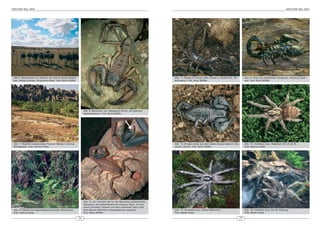 ARACHNE 9(6), 2004                                                                                                                                                                                                                       ARACHNE 9(6), 2004




 Abb.6: Straußenfarm im Zentrum der Karroo-Wüste Südafri-                                                                         Abb. 11: Häufig im Handel, aber schwer zu bestimmen, He-        Abb.12: Einer der beliebtesten Skorpione, Pandinus imper-
 kas, Heimat diverser Parabuthus Arten. Foto: Boris Striffler                                                                     terometrus. Foto: Boris Striffler                               ator. Foto: Boris Striffler




                                                                     Abb. 9: Männchen von Hadogenes bicolor, ein typischer
                                                                     Spaltenskorpion. Foto: Boris Striffler




 Abb. 7: Reichlich strukturiertes Trocken-Habitat in Zentral-                                                                     Abb. 13: Einigen sicher aus dem Italien-Urlaub bekannt: Eus-    Abb. 14: Holothele incei, Weibchen mit 3,5 cm KL.
 Madagaskar. Foto: Helmut Huber                                                                                                   corpius italicus. Foto: Boris Striffler                         Foto: Marcus Heller




                                                                     Abb. 10: Ein Vertreter der für den Menschen gefährlichsten
                                                                     Skorpione, die südamerikanische Gattung Tityus, mit typi-
                                                                     schen schmalen Scheren und dem markanten Zahn unter
 Abb. 8: Habitat von regenwaldbewohnenden Skorpionen.                dem Stachel (fälschlich »Doppelstachel« genannt).            Abb. 15: Holothele incei, adultes Männchen.                     Abb. 16: Holothele incei, bei der Paarung.
 Foto: Helmut Huber                                                  Foto: Boris Striffler                                        Foto: Martin Huber                                              Foto: Martin Huber

                                                                24                                                                                                                           25
 