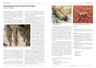 ARACHNE 9(6), 2004                                                                                                                                                                                              ARACHNE 9(6), 2004




Naturbeobachtung am Rande des Krieges
von John Osmani

Kürzlich bekam ich von einem Vogelspin-                            mer wieder für Verwirrung und Erstaunen
nen-Stammtischkollegen eine E-Mail, in der                         sorgen. Ich möchte deshalb die Gelegenheit
er mich um meine Meinung bezüglich eines                           ergreifen um diese interessanten Tiere ein-
Bildes bat, welches angeblich in der iraki-                        mal kurz vorzustellen.
schen Wüste von amerikanischen Soldaten                                 Walzenspinnen bilden eine eigene Ord-
aufgenommen wurde.                                                 nung (Solifugae) innerhalb der Klasse
    Als ich das Bild öffnete, war ich doch                         Arach nida. Einige Arten erreichen eine
recht erstaunt, denn es zeigt zwei ineinander                      stattliche Körperlänge von bis zu 7 cm. Auf-
verbissene Walzenspinnen von recht beacht-                         fallend ist der gegliederte Hinterleib und die
                                                                                    mächtigen Cheliceren, wel-        Kopfstudie einer Solifugae sp.                        Solifugae sp., das Exemplar auf dem Bild wurde im Handel
                                                                                                                      Foto: Michaela Biese                                  als Galeodes granti angeboten. Foto: Marcus Heller
                                                                                    che senkrecht zueinander be-
                                                                                    wegt werden. Die Walzen-             Walzenspinnen gelten allerdings schon             LITERATUR
                                                                                    spinnen sind mit ca. 900 Ar-     seit der Antike als besonders gefährlich und
                                                                                    ten vertreten und bewohnen       auch aus neurer Zeit gibt es immer wieder             BELLMANN,H. (2001): Kosmos-Atlas: Spin-
                                                                                    in der Mehrzahl ausschließ-      Schaudergeschichten über sie zu lesen. So                nentiere Europas. Kosmos Verlag, Stutt-
                                                                                    lich aride Gebiete unserer       sollen die Arbeiter beim Bau des ägypti-                 gart
                                                                                    Erde. Sie sind über weite Tei-   schen Assuanstaudammes in einen Streik ge-            K ALLAS , S. ET. AL . (1999): Kleintiere im
                                                                                    le Nord-, Mittel- und Süda-      treten sein, weil sie sich derat vor den Wal-            Terrarium. Landbuch Verlag, Hannover
                                                                                    merikas, Afrikas, Asiens und     zenspinnen fürchteten, dass ihnen eine Fort-          K LEINSTEUBER , E. (1989): Kleintiere im
                                                                                    auch Südeuropas verbreitet.      setzung der Arbeit als unmöglich erschien                Terrarium. Urania Verlag, Leipzig
                                                                                        In der Regal sind sie        so lange nichts gegen sie unternommen                 O SMANI , J. (1998): Einige Informationen
                                                                                    nachtaktiv und ernähren sich     wurde.                                                   über Walzenspinnen I. DeArGe Mitteilun-
                                                                                    räuberisch von nahezu allem          In der Terraristik spielen Solifugen leider          gen 3(9): 3-5
                                                                                    was sie überwältigen können.     so gut wie keine Rolle. Sie gelten als nicht          O SMANI , J. (1998): Einige Informationen
                                                                                    Dazu gehören neben Insek-        gut haltbar, was ich aus eigenen Erfahrun-               über Walzenspinnen II. DeArGe Mittei-
                                                                                    ten und Spinnen auch Wir-        gen bestätigen kann. Wenn sie zum Kauf                   lungen 3(10): 3-4
  Dieses Bild, zweier ineinander verbissener Solifugae, kursierte über Wochen im
  Internet.                                                                         beltiere wie z.B. kleinere Ei-   an geboten werden, sind sie in der Regel              SCHMIDT, G. (1992): Skorpione und andere
                                                                                    dechsen. Aufgrund ihrer          auch recht teuer. Meist sind die auf Börsen              Spinnentiere. Landbuch Verlag, Hannover
licher Größe. Angeblich soll dieses Bild leichten Reizbarkeit erscheinen sie als sehr                                selten angebotenen Tiere derart geschwächt
schon für reichlich Verwirrung gesorgt ha- angriffslustig und gefährlich. Sie neigen dazu                            und lethargisch, dass sie schon innerhalb                Adresse des Autor :
ben, denn vielen war völlig unklar um was bei Gefahr mit ihren Cheliceren zischende                                  kurzer Zeit versterben. Einige wenige Be-                John Osmani
für Tiere es sich eigentlich handeln könnte. Laute von sich zugeben und beißen auch                                  richte über die erfolgreiche Haltung kann                Dürerstr. 1
So soll auch schon die Meinung vertreten ohne weiters zu wenn man sie ergreift. Al-                                  man im Internet finden.                                  50226 Frechen
worden sein, es handele sich um seltene Vo- lerdings wird ihre Gefährlichkeit in der Re-
gelspinnen, was natürlich völliger Quatsch gel weit überschätzt. Zwar sind ihre gewalti-                             Zusammengefasste Informationen zu Soli-
ist.                                                               gen Cheliceren in der Lage die menschliche        fugen:
     Sofort fielen mir eigene Begegnungen Haut zu durchdringen, da sie aber keine                                       Solifugae in Europa:
mit diesen bizzaren Wesen ein, über die lei- Giftdrüsen besitzen, kann es höchstens zu                                  http://theo.blick.bei.t-online.de/
der nicht sehr viel bekannt ist und die im- Sekundärinfektionen kommen.                                                 Solifugae.pdf
                                                        8                                                                                                              9
 