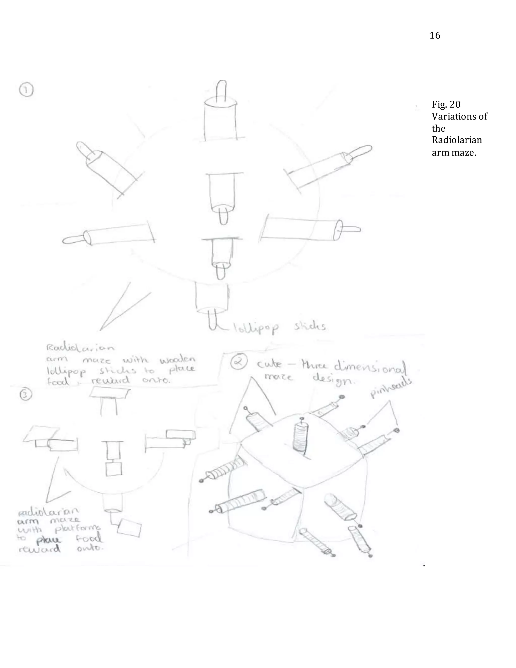 16
Fig. 20
Variations of
the
Radiolarian
arm maze.
 