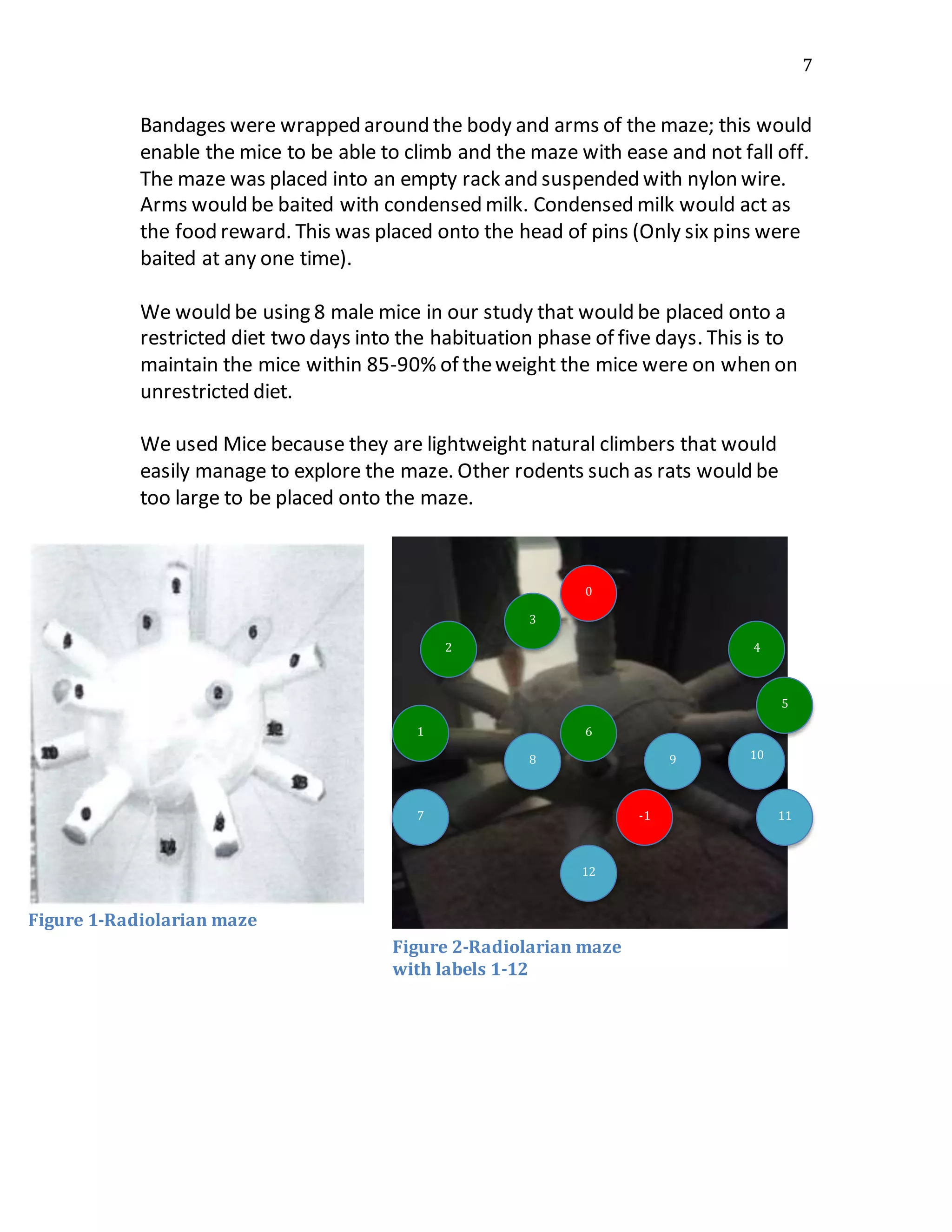 7
Bandages were wrapped around the body and arms of the maze; this would
enable the mice to be able to climb and the maze with ease and not fall off.
The maze was placed into an empty rack and suspended with nylon wire.
Arms would be baited with condensed milk. Condensed milk would act as
the food reward. This was placed onto the head of pins (Only six pins were
baited at any one time).
We would be using 8 male mice in our study that would be placed onto a
restricted diet two days into the habituation phase of five days. This is to
maintain the mice within 85-90% of theweight the mice were on when on
unrestricted diet.
We used Mice because they are lightweight natural climbers that would
easily manage to explore the maze. Other rodents such as rats would be
too large to be placed onto the maze.
Figure 1-Radiolarian maze
Figure 2-Radiolarian maze
with labels 1-12
0
3
2
5
4
61
7 11
12
8 109
-1
 