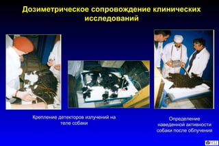 Дозиметрическое сопровождение клинических исследований Крепление детекторов излучений на теле собаки Определение наведенной активности собаки после облучения 
