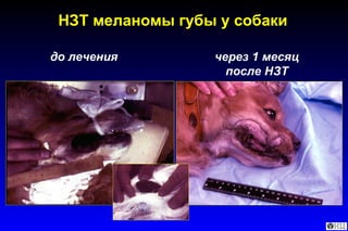 НЗТ меланомы губы у собаки до лечения через 1 месяц после НЗТ 