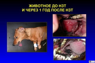 ЖИВОТНОЕ ДО НЗТ И ЧЕРЕЗ 1 ГОД ПОСЛЕ НЗТ 