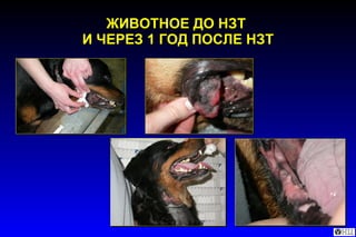 ЖИВОТНОЕ ДО НЗТ  И ЧЕРЕЗ 1 ГОД ПОСЛЕ НЗТ 