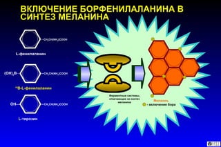 Фе рментные системы, отвечающие за синтез меланина Меланин, - включение бора OH  ( OH) 2 B   CH 2 CH(NH 2 )COOH  CH 2 CH(NH 2 )COOH  CH 2 CH(NH 2 )COOH 10 В- L- фенилаланин L- фенилаланин L- тирозин ВКЛЮЧЕНИЕ БОРФЕНИЛАЛАНИНА В СИНТЕЗ МЕЛАНИНА 
