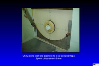 Облучение костного фрагмента в канале реактора  Время облучения 45 мин  