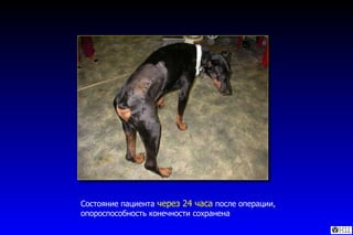 Состояние пациента  через 24 часа  после операции, опороспособность конечности сохранена 