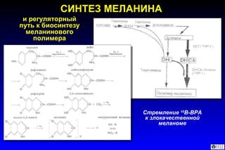 СИНТЕЗ МЕЛАНИНА и регуляторный путь к биосинтезу меланинового полимера Стремление  10 B-BPA  к злокачественной меланоме 