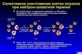 Селективное уничтожение клеток опухоли при нейтрон-захватной терапии результат нормальная клетка опухолевая клетка 10 В 10 В 10 В избирательное поглощение оп.кл. атомов  10 В захват 10 В теплового нейтрона По отдельности ,  и медленные нейтроны ,  и  10 В-атомы  - безвредны. При соединении вместе  они дают реакцию,  смертельную для клеток опухоли. Ионы  4 Не 2+   и  7 Li 3 + , образованные во время нейтрон- захватной реакции,   продвигаются в тканях приблизительно на  диаметр  одной  клетки.  Вдоль  траектории своего  движения они вызывают ионизацию молекул. 