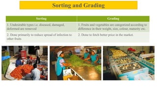 Sorting Grading
1. Undesirable types i.e. diseased, damaged,
deformed are removed
1. Fruits and vegetables are categorized according to
difference in their weight, size, colour, maturity etc.
2. Done primarily to reduce spread of infection to
other fruits
2. Done to fetch better price in the market.
Sorting and Grading
 