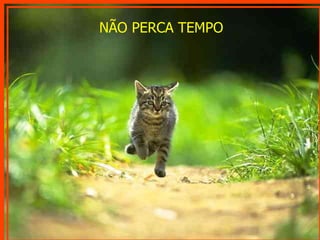 NÃO PERCA TEMPO 