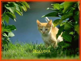DESCUBRA 